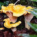 Girolles améthystes près des torrents...