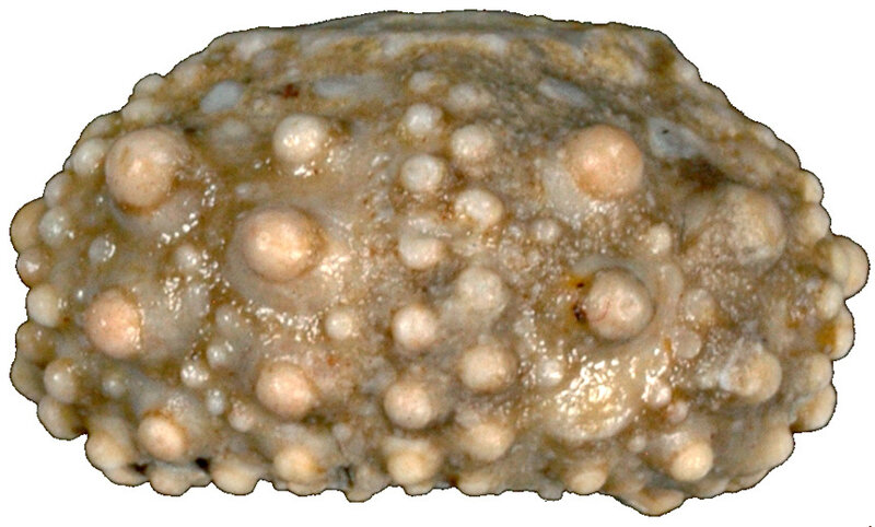 Goniopygus marticense N14157a
