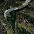 YV4S0602