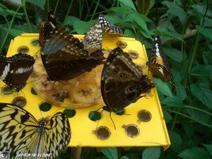 Mangeoire aux papillons