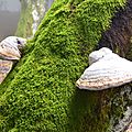 L'amadouvier, fomes fomentarius, un parasite du hêtre.