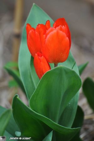 Tulipa-praestans