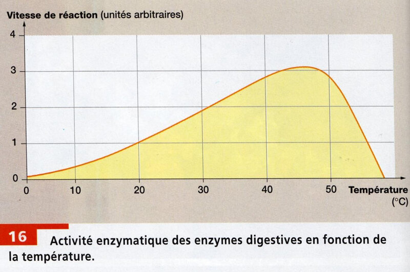 16 page 36 Activité d'enzyme digestives en fonction de la température