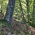 Dans les pentes du sentier Boesou