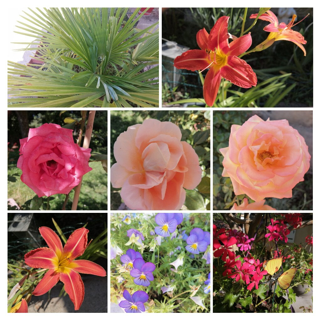 Mes Photos De Fleurs Bienvenue Chez Minouchapassion