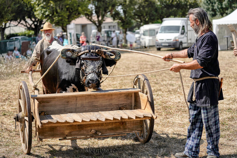 Reconstitution historique d’une moisson au vallus dans le village Gaulois de Saint Saturnin du Bois (7)