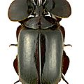 Platyrhopalopsis (platyrhopolopsis) picteti (westwood, 1874)