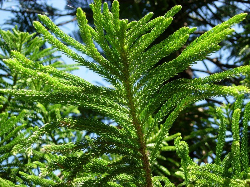 Pin Colonnaire Photo de NC Flore Demoiselle Epineuse