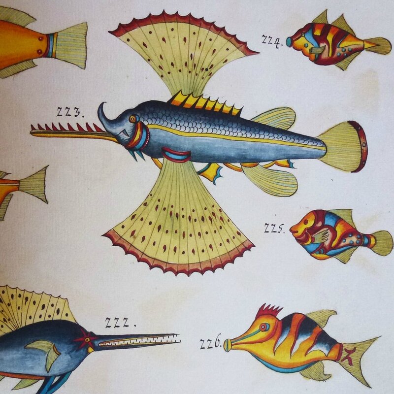 poissons tropicaux 7
