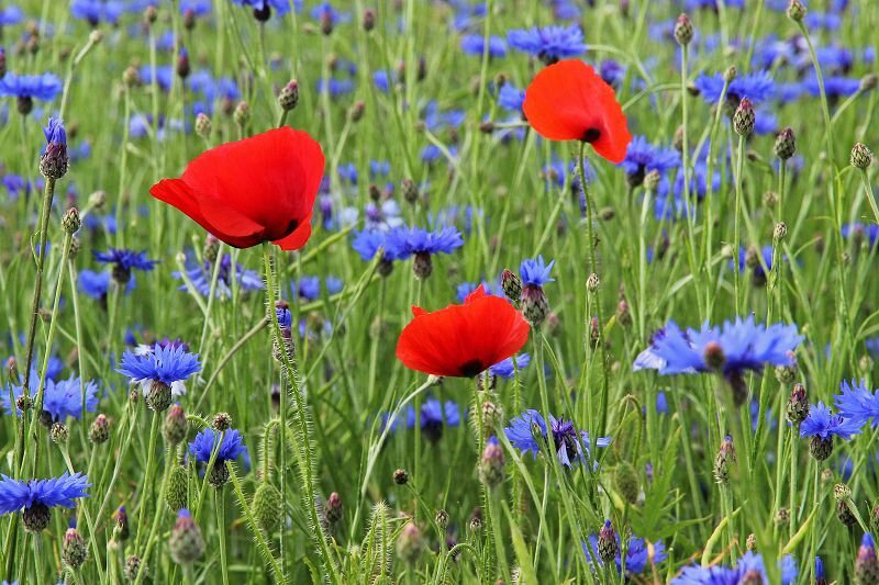 Coquelicots Et Bleuets Album Photos Des Photos De Partout Et D Ailleurs