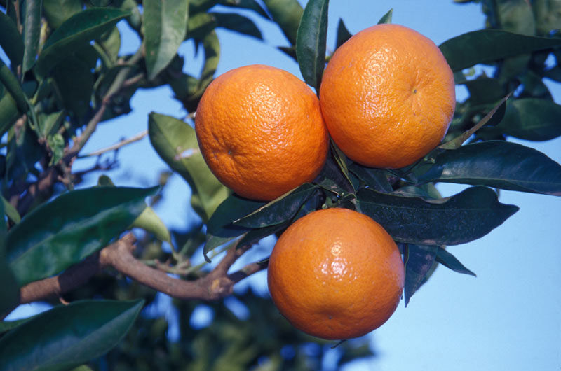 plant clementine