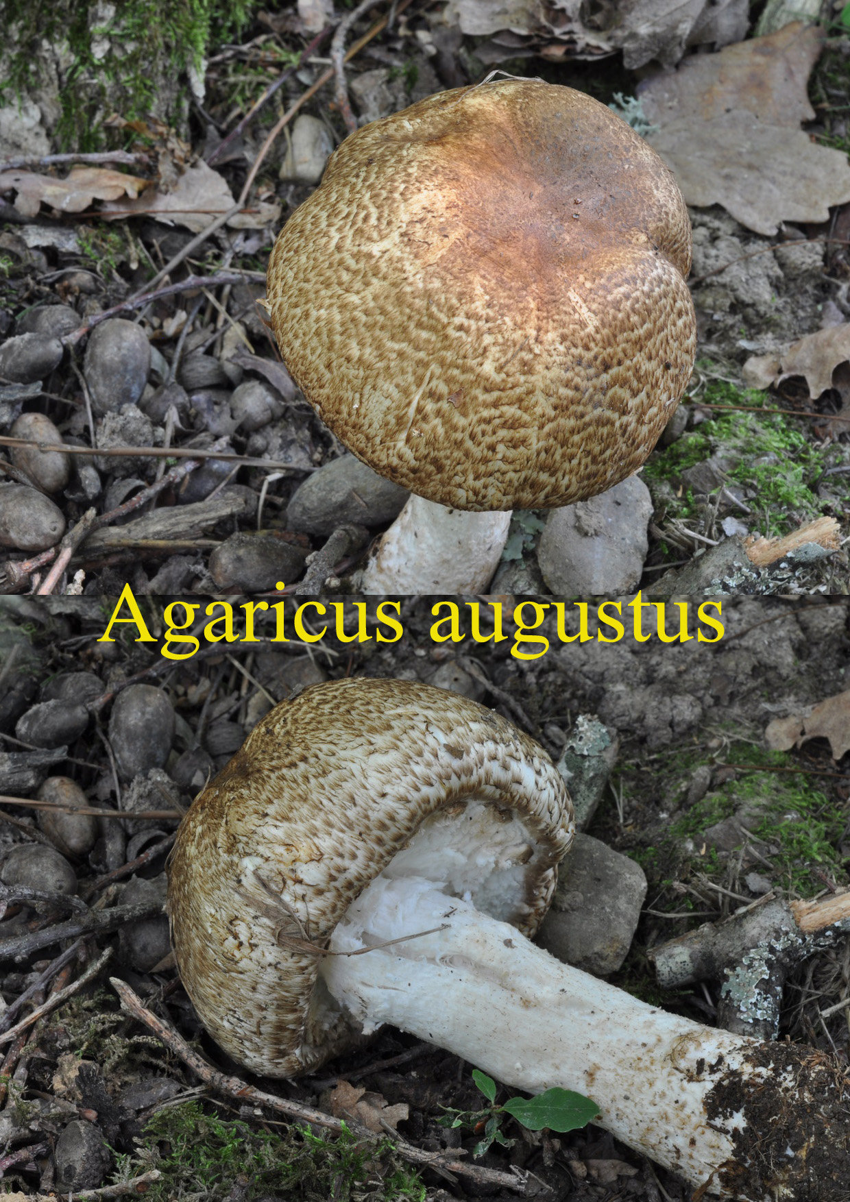 Agaricus augustus - Photo de Cardeilhac 062023 Planches - Mycologie ...