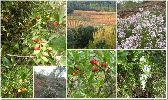 Garrigue