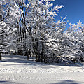 Quel bonheur de skier en forêt !