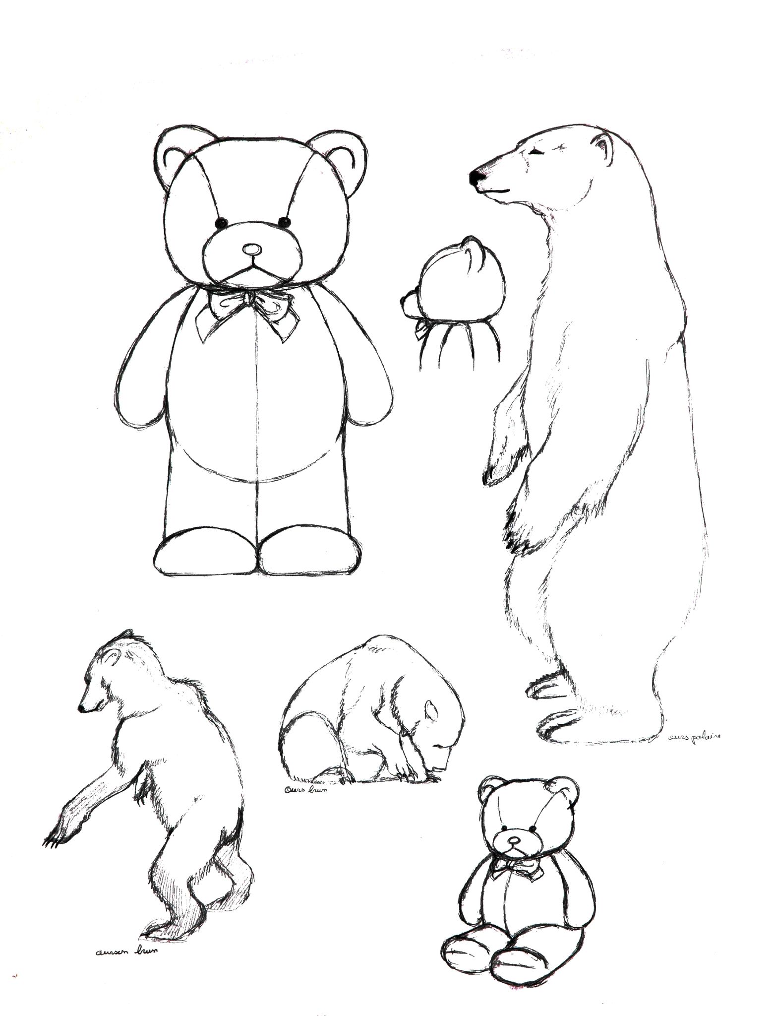 l anatomie d un ours en peluche