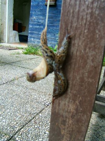 limaces 011