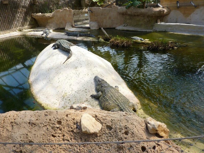 La planète des crocodiles à Civaux (86) Ici et là Nos escapades en photos... La planète des crocodiles à Civaux (86) Ici et là Nos escapades en photos...