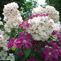 Rosier 'Sally Holmes' et Clématites (Photo juin 2009)