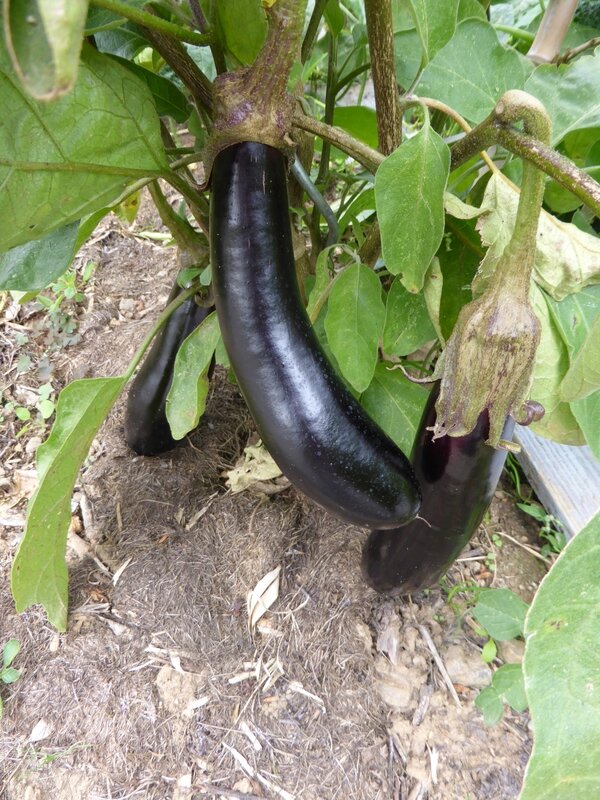 25-aubergines