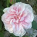 Rose_ancienne_1