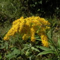 Fleurs de l'été: verge d'or