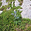 Chardon bleu des Pyrénées, eryngium bourgatii...