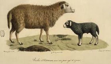 Mêmes gènes de la domestication entre chèvre et mouton