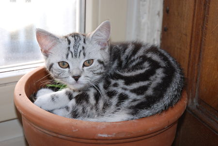 Nos British Shorthair Black Silver Tabby Les Chats De La Pub Whiskas