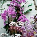 Cascade d'Orchidées dans la serre aux papillons du Parc Floral de la Source
