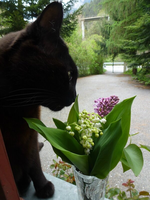 Bon 1er Mai Le Chat Reveur