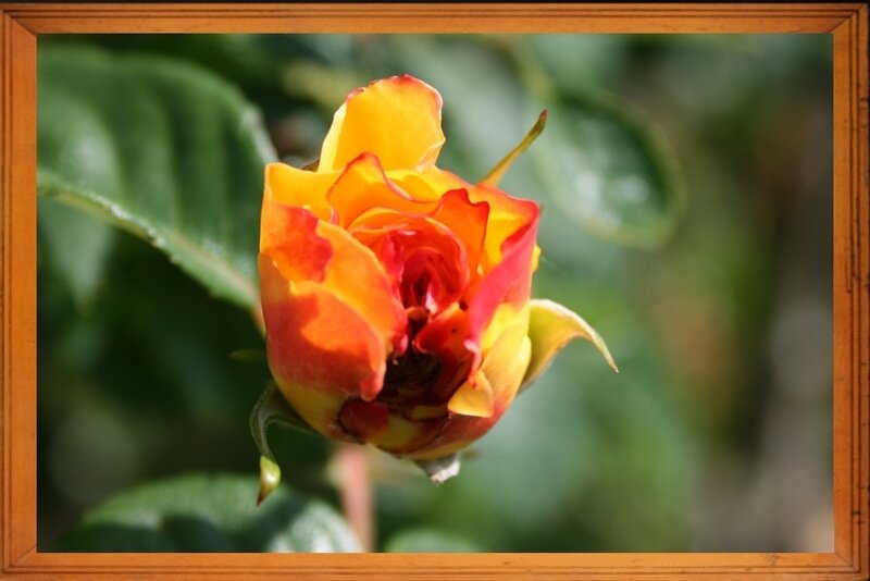 Rose 5