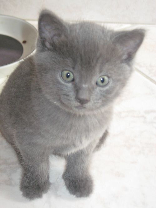 Bebe Chartreux Photo De Nos Petits Rois Chatterie Isba De Swetlana