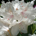 Rhododendrons blancs