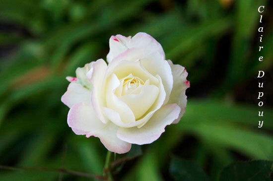 Rosa biancab