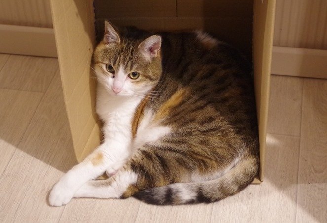 minette