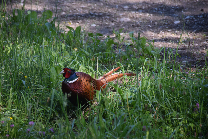 DSC_1381