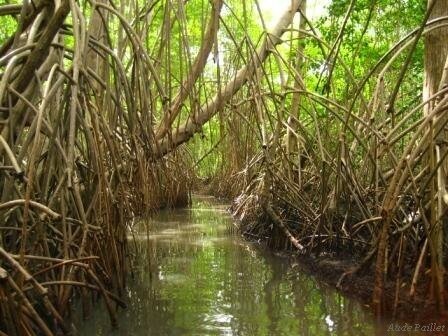 mangrove__1_