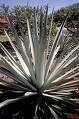 agave