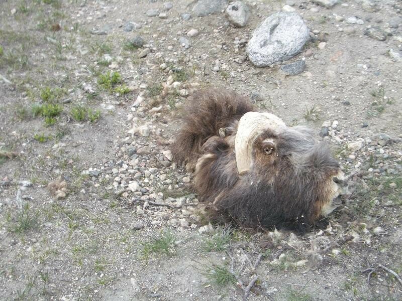 Le Premier Boeuf Musque Que Nous Ayons Vu Celui Ci A Ete Tue Photo De Kangerlussuaq Kalaallit Nunaat A La Decouverte Du Groenland