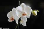 Orchidée - Ferveur