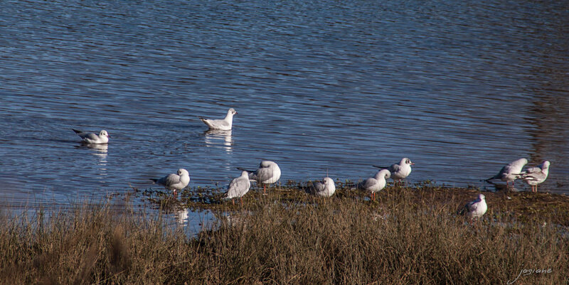12012015-12012015-IMG_8180