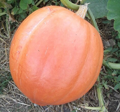 Cucurbita Maxima - Al Ört