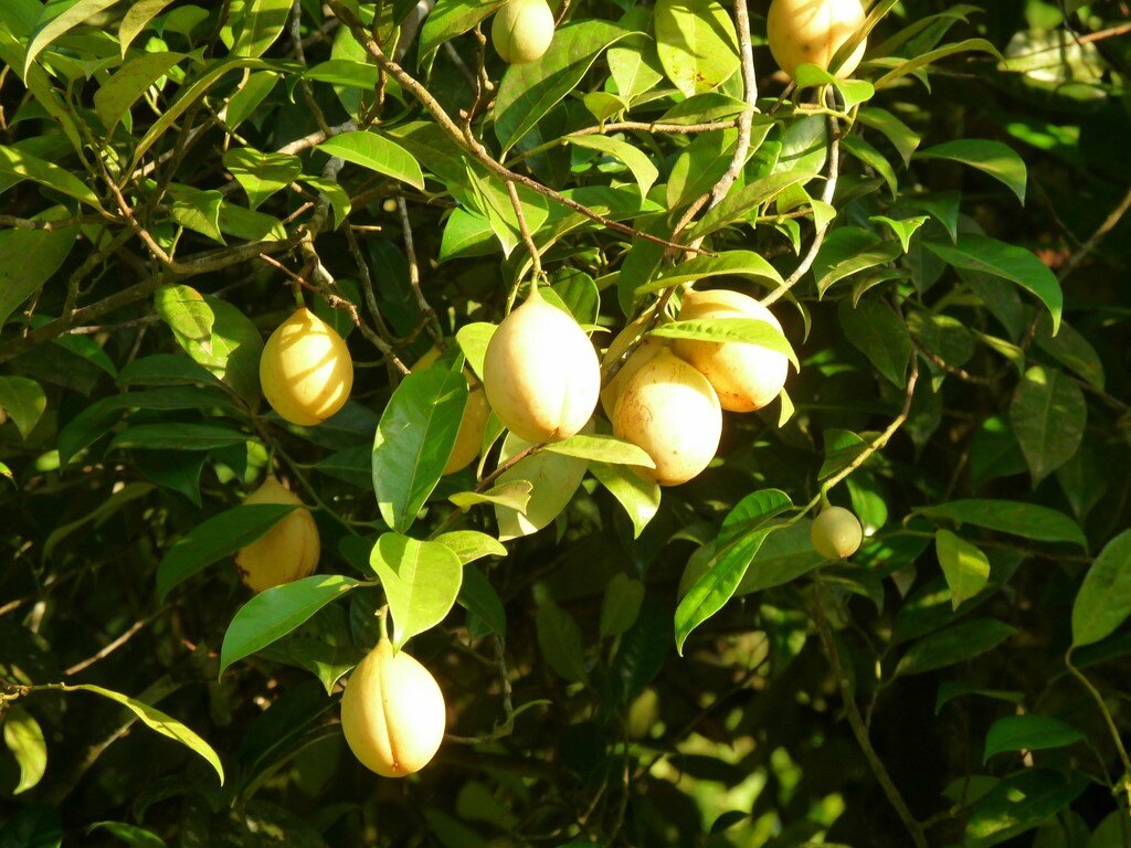 muscadier arbre muscadier arbre