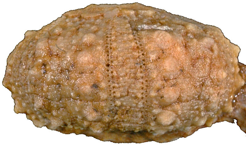 Mimiosalenia quinquetuberculata N16405a