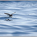 Algarve (2)