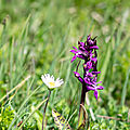 Orchis alpestre - Dactylhoriza majalis alpestris