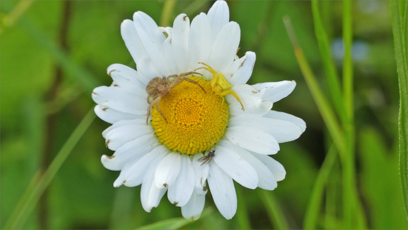 Plaine 110523 16 marguerite 2 araignées crabes