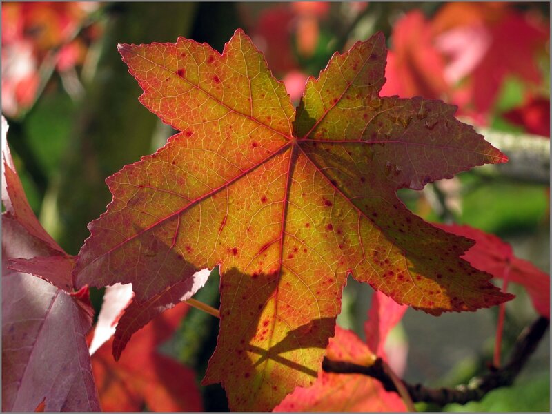 Automne 06