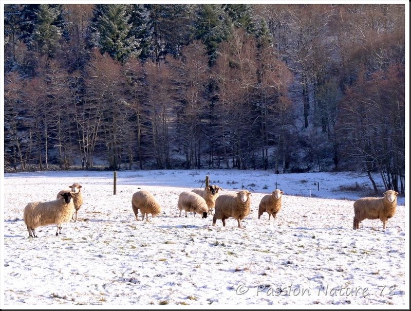 Moutons dans la neige