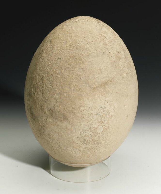 Giant egg for sale: Massive egg was laid by now-extinct giant bird